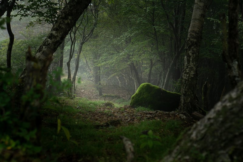 Dreamy Forest